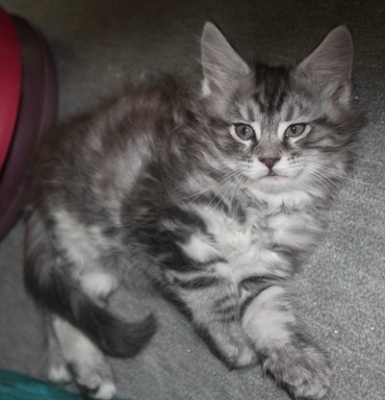 Dumas mit acht Wochen / eight weeks old