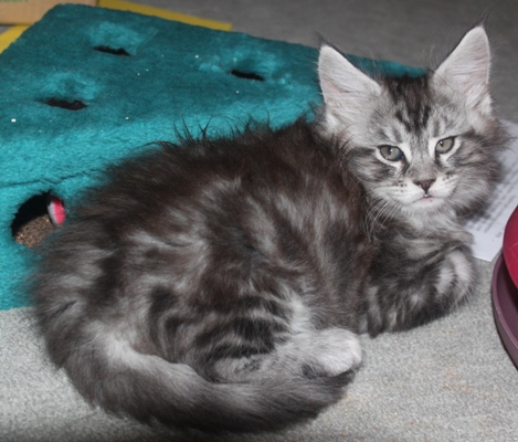 Dumas mit 8 Wochen / eight weeks old