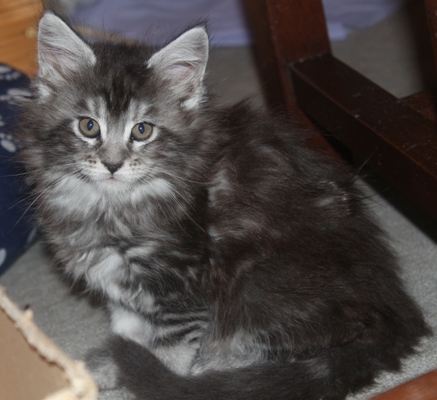 Dumas mit 8 Wochen / eight weeks old