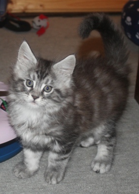 Dumas mit 8 Wochen / eight weeks old