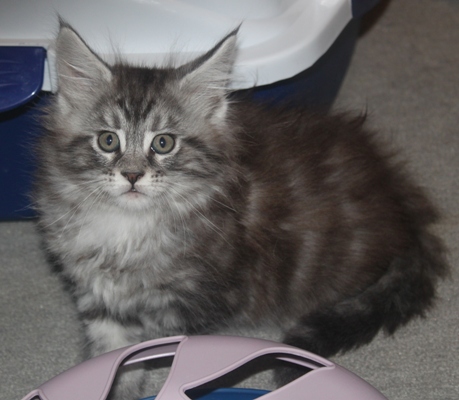 Dumas mit 8 Wochen / eight weeks old