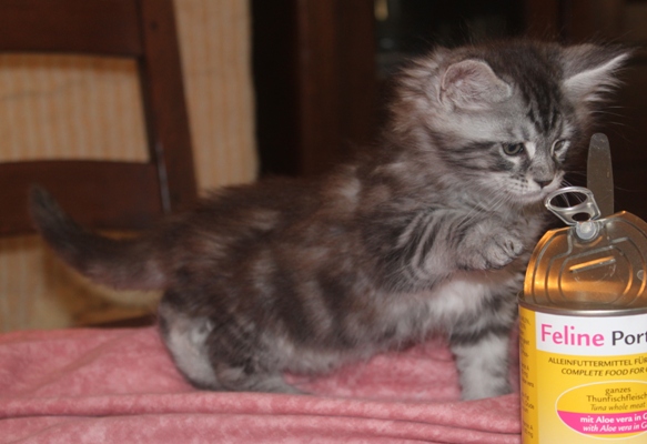 Dumas mit 8 Wochen / eight weeks old