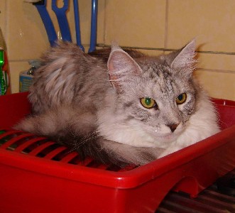 Emilia mit neun Monaten / nine months old