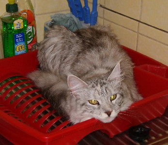 Emilia mit neun Monaten / nine months old