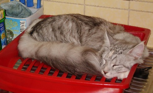 Emilia mit neun Monaten / nine months old