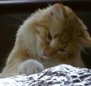 Egbert mit sieben Monaten / seven months old