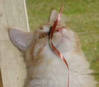 Egbert mit sieben Monaten / seven months old