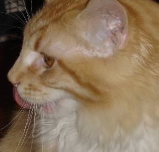 Egbert mit sieben Monaten / seven months old