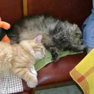 Egbert mit sieben Monaten / seven months old