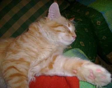 Egbert mit sieben Monaten / seven months old