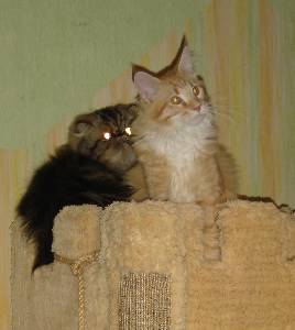 Egbert mit sieben Monaten / seven months old