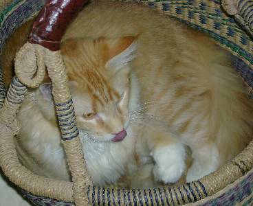 Egbert mit sieben Monaten / seven months old