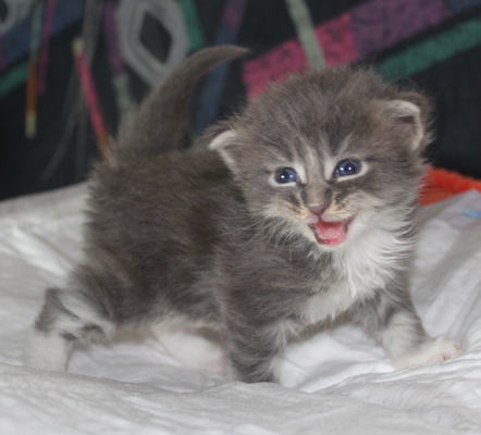 Elvis mit vier Wochen / four weeks old