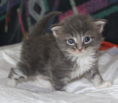Elvis mit vier Wochen / four weeks old