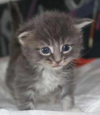 Elvis mit vier Wochen / four weeks old
