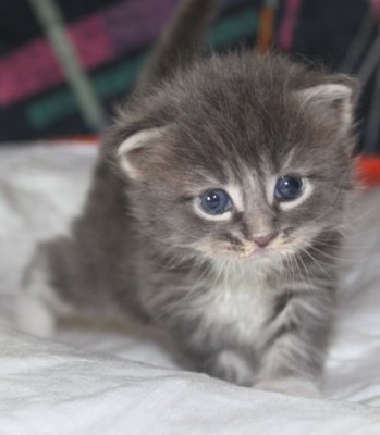 Elvis mit vier Wochen / four weeks old