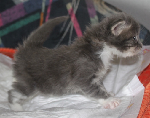 Elvis mit vier Wochen / four weeks old