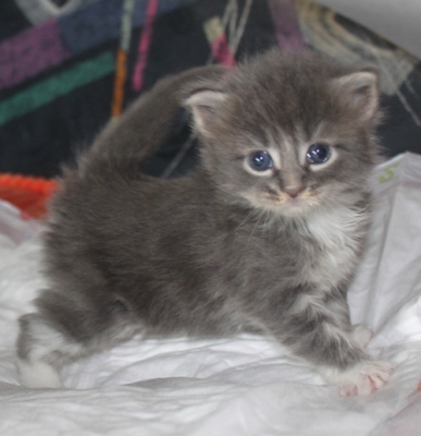 Elvis mit vier Wochen / four weeks old