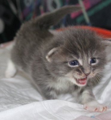 Elvis mit vier Wochen / four weeks old