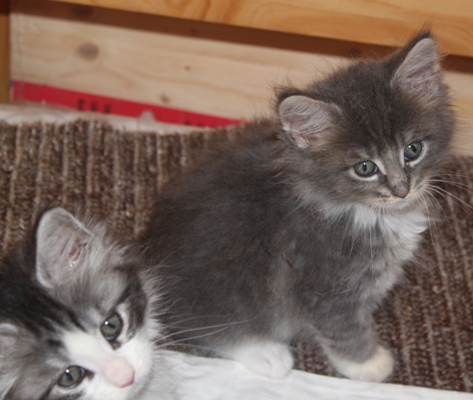 Elvis mit acht Wochen / eight weeks old