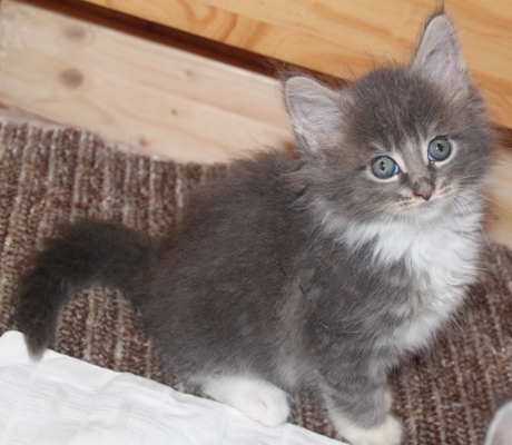 Elvis mit acht Wochen / eight weeks old