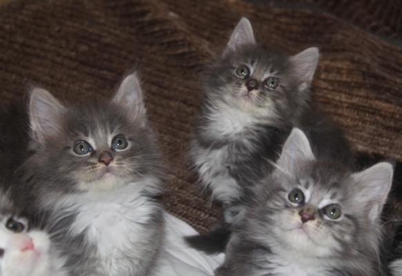 Elvis mit acht Wochen / eight weeks old