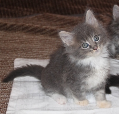 Elvis mit acht Wochen / eight weeks old