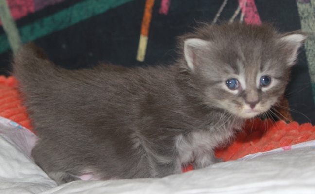 Emil mit vier Wochen / four weeks old