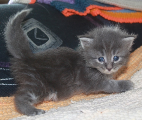 Emil mit vier Wochen / four weeks old