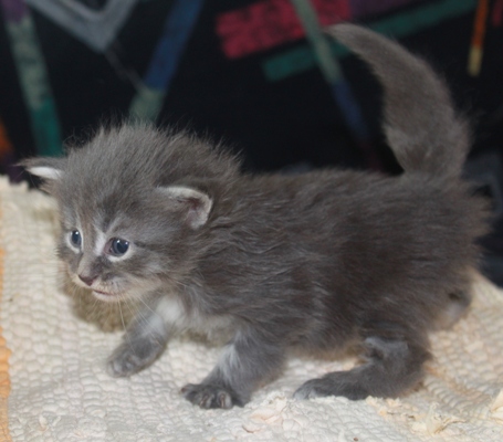Emil mit vier Wochen / four weeks old