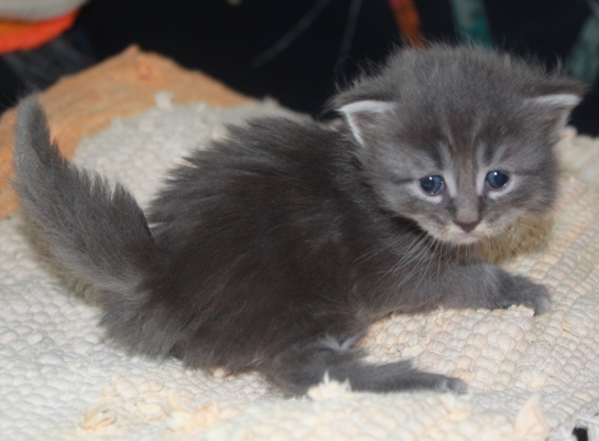 Emil mit vier Wochen / four weeks old