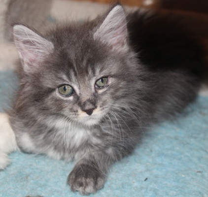 Emil mit acht Wochen / eight weeks old