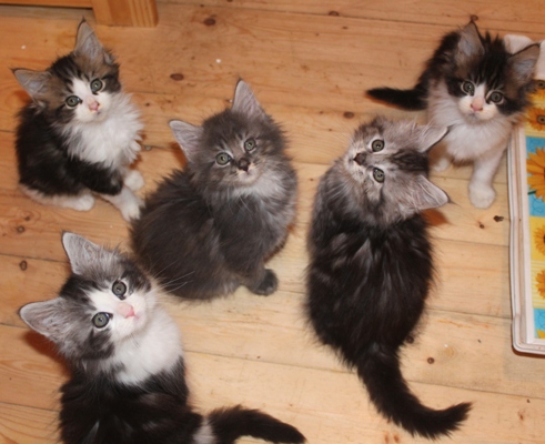 Emil mit acht Wochen / eight weeks old