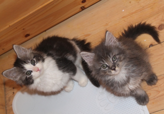 Emil mit acht Wochen / eight weeks old