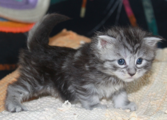 Emily mit vier Wochen / four weeks old