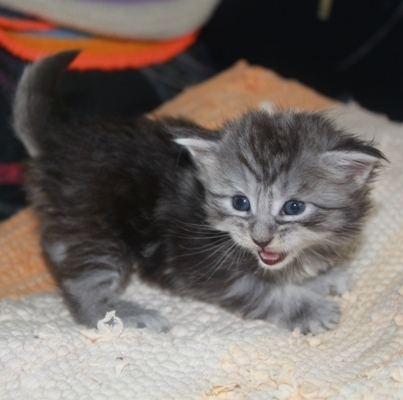 Emily mit vier Wochen / four weeks old