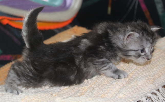 Emily mit vier Wochen / four weeks old