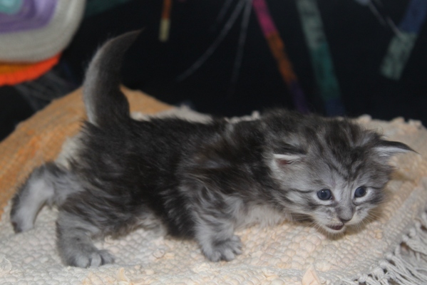 Emily mit vier Wochen / four weeks old