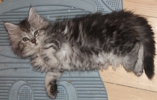 Emily mit acht Wochen / eight weeks old