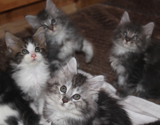 Emily mit acht Wochen / eight weeks old