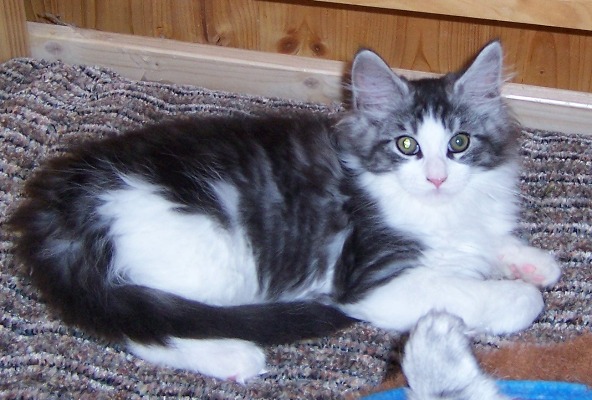 Ernstl mit drei Monaten Wochen / three months old