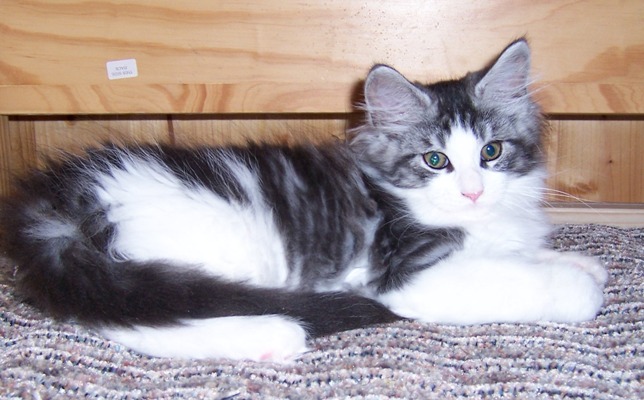 Ernstl mit drei Monaten Wochen / three months old