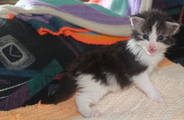 Ernstl mit vier Wochen / four weeks old