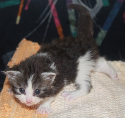 Ernstl mit vier Wochen / four weeks old