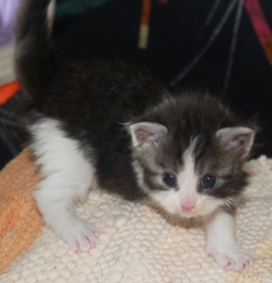 Ernstl mit vier Wochen / four weeks old