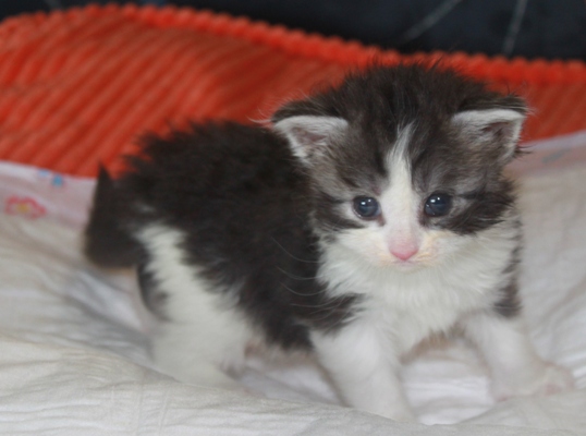 Ernstl mit vier Wochen / four weeks old