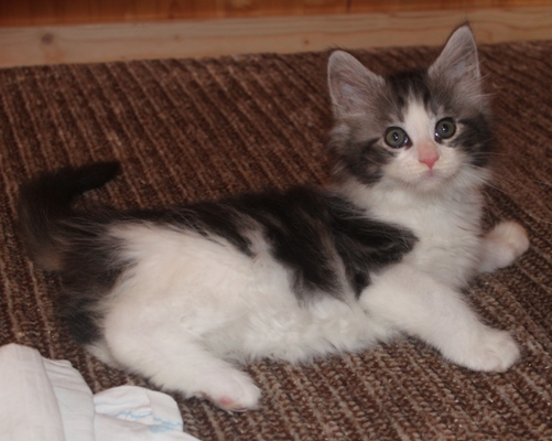 Ernstl mit acht Wochen / eight weeks old