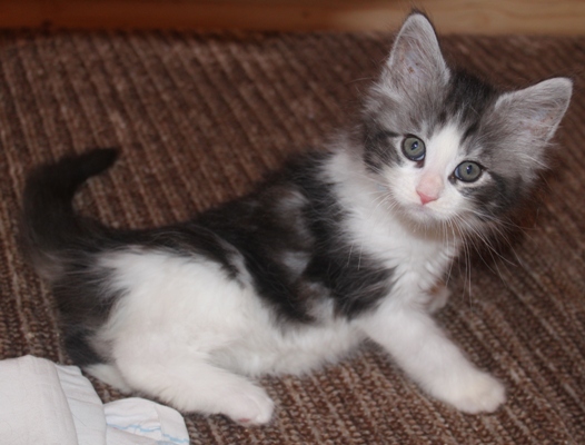 Ernstl mit acht Wochen / eight weeks old