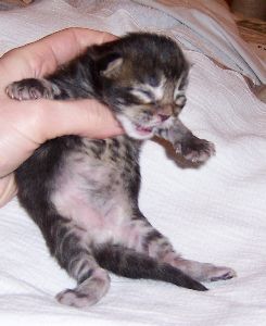 Fee Felicitas mit sieben Tagen/ being seven days old