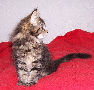 Fee Felicitas mit zwei einhalb Monaten/ being 2 1/2 months old